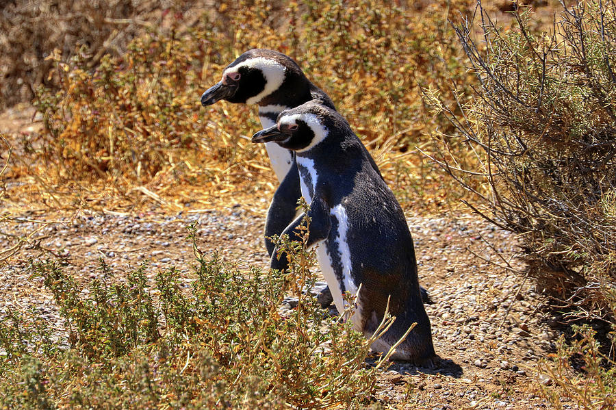 Penguins Tombo Reserve Puerto Madryn Argentina #19 Photograph by Paul James Bannerman