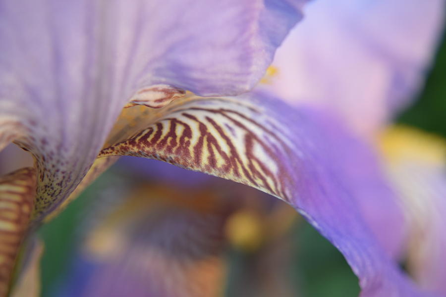 Purple Iris #19 Photograph by Curtis Krusie