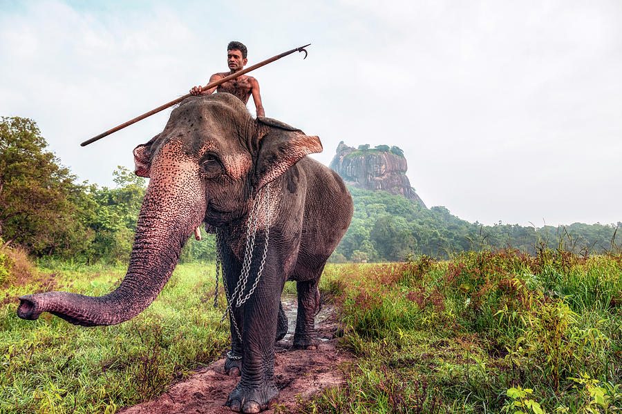 Sigiriya - Sri Lanka #19 Photograph by Joana Kruse
