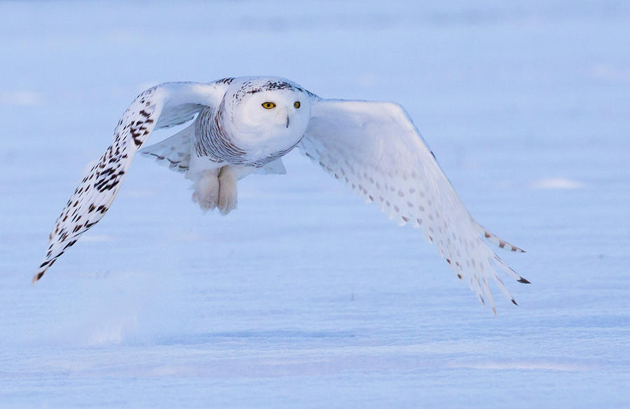 Snowy Owl #19 Photograph by Dee Carpenter - Fine Art America