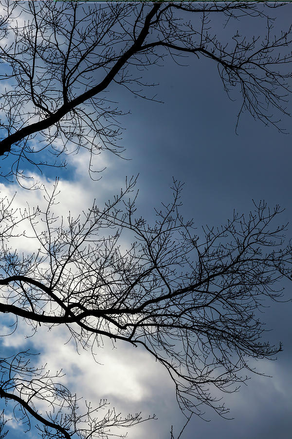 Spring Trees and Clouds #19 Photograph by Robert Ullmann