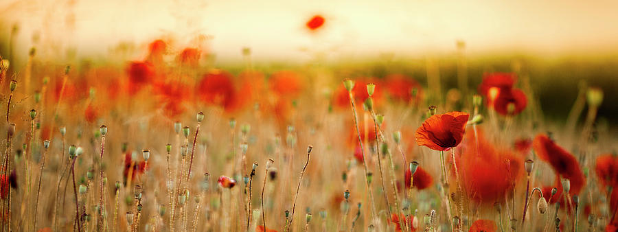 Poppy Photograph - Summer Poppy Meadow #19 by Nailia Schwarz