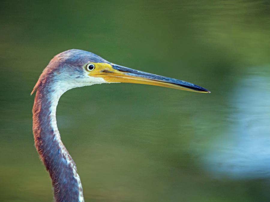 Tricolored Heron #19 Photograph by Tam Ryan