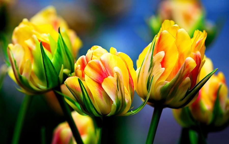Spring Digital Art - Tulip #19 by Super Lovely