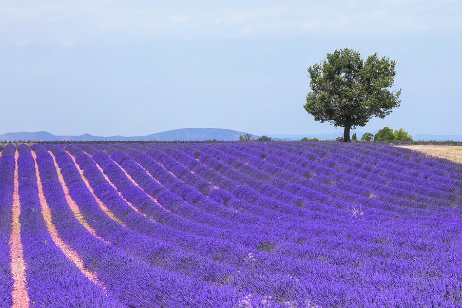 Valensole - Provence, France #19 Photograph by Joana Kruse