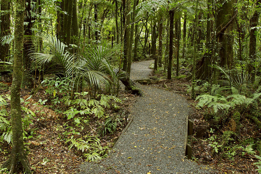 Jungle Photograph - Walking trail #19 by Les Cunliffe