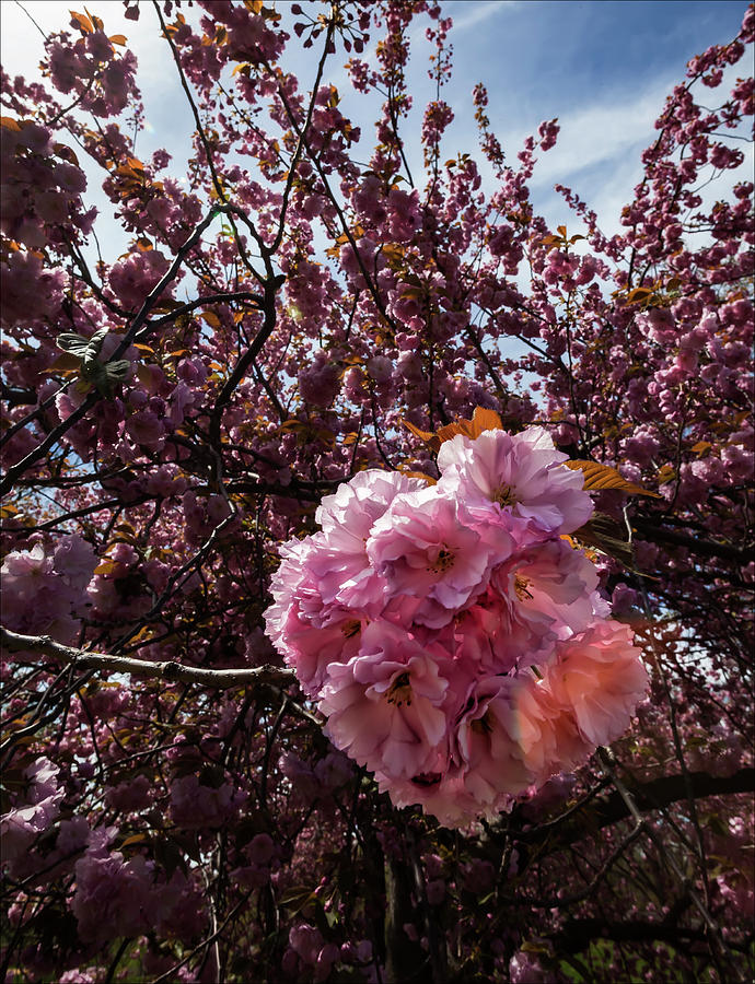 Cherry Blossoms #190 Photograph by Robert Ullmann