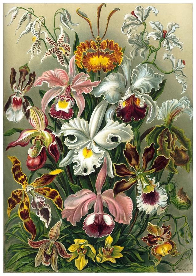 Ernst Haeckel Digital Art - 1904 Orchids Art Forms of Nature Print by Retro Graphics
