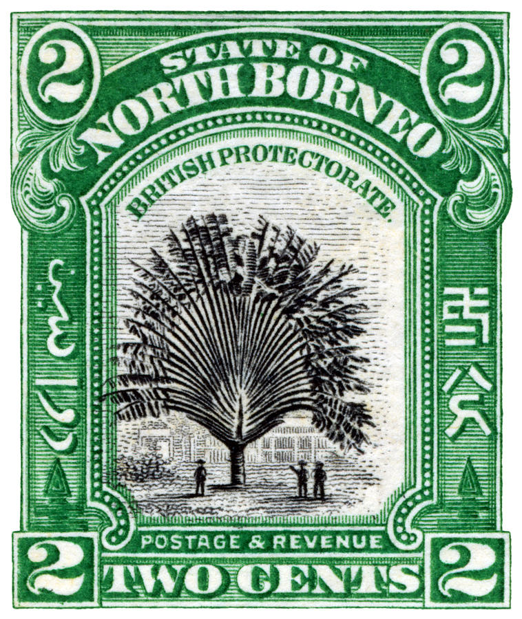 1909 North Borneo Travelers Palm Stamp Painting by Historic Image