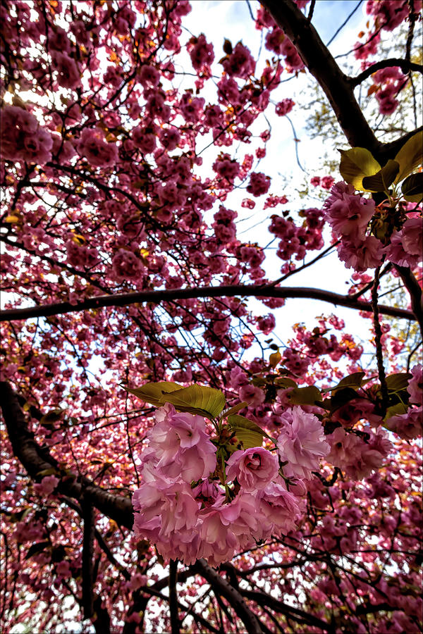 Cherry Blossoms #191 Photograph by Robert Ullmann