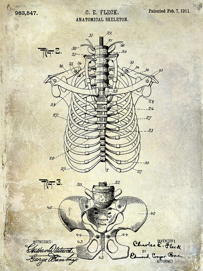 Skeleton Photograph - 1911 Anatomical Skeleton Patent  by Jon Neidert