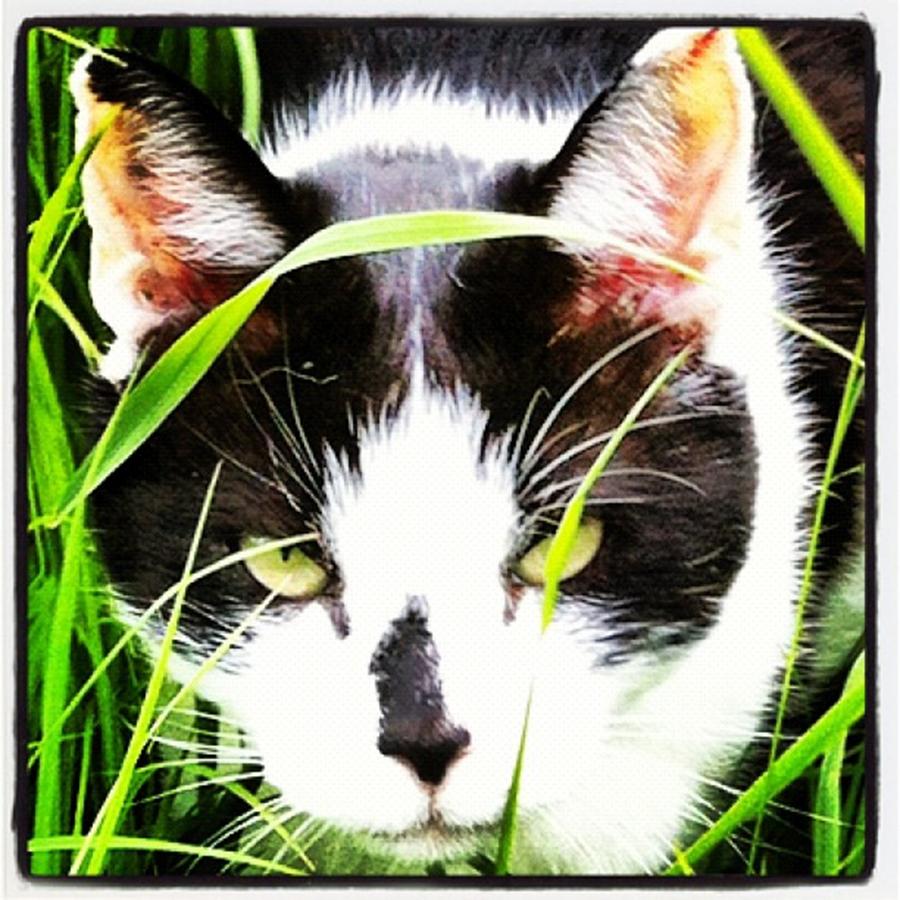 Animal Photograph - Close up Cat by Zoe Calvert