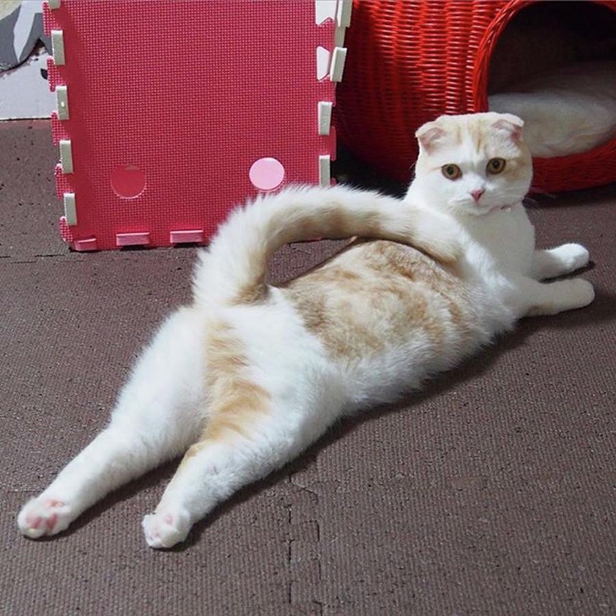 Cat Photograph - Instagram Photo #191475397524 by Miru Yuki