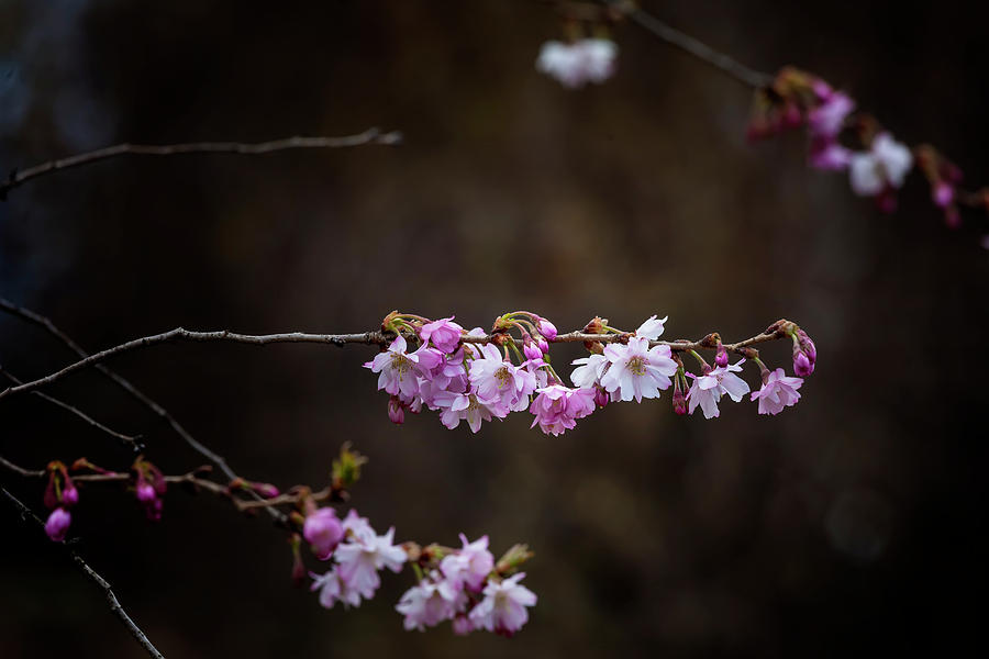 Cherry Blossoms #192 Photograph by Robert Ullmann