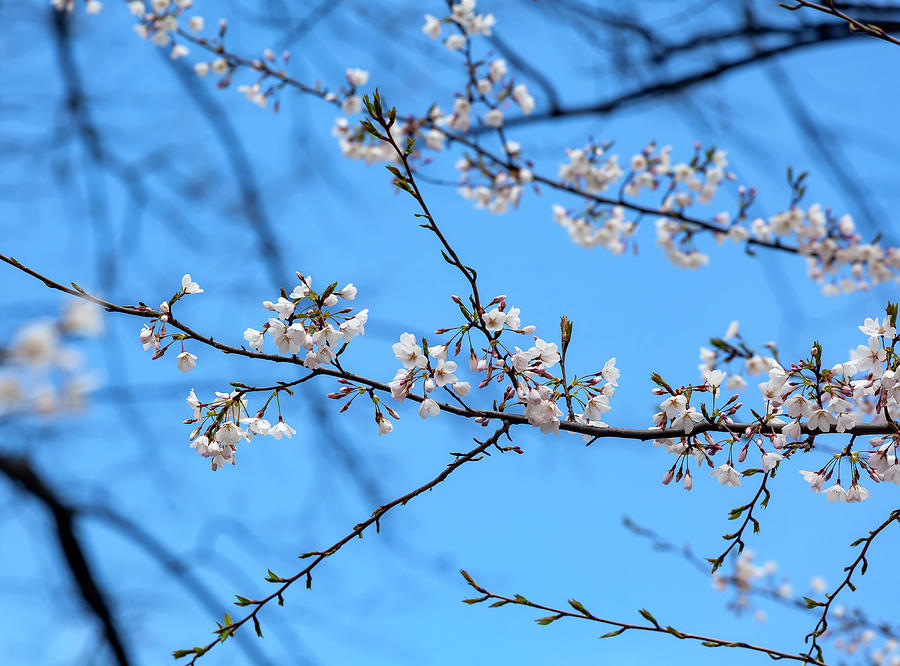 Cherry Blossoms #193 Photograph by Robert Ullmann
