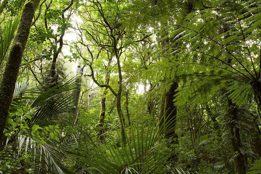 Jungle 1 Photograph by Les Cunliffe - Fine Art America