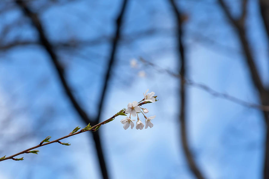 Cherry Blossoms #194 Photograph by Robert Ullmann