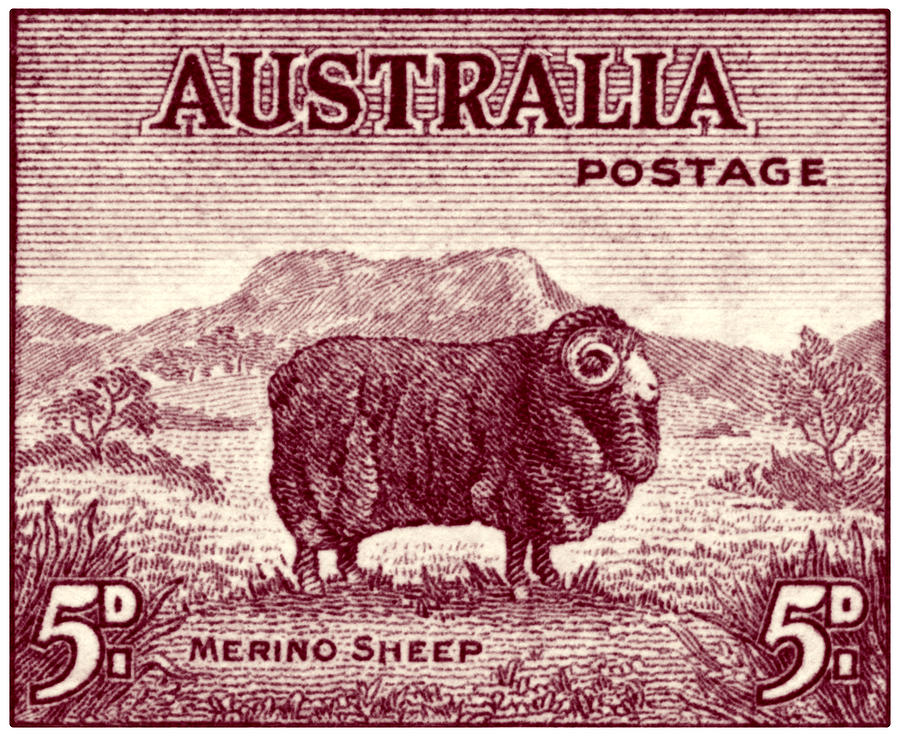 Sheep Painting - 1946 Australian Merino Sheep Stamp by Historic Image