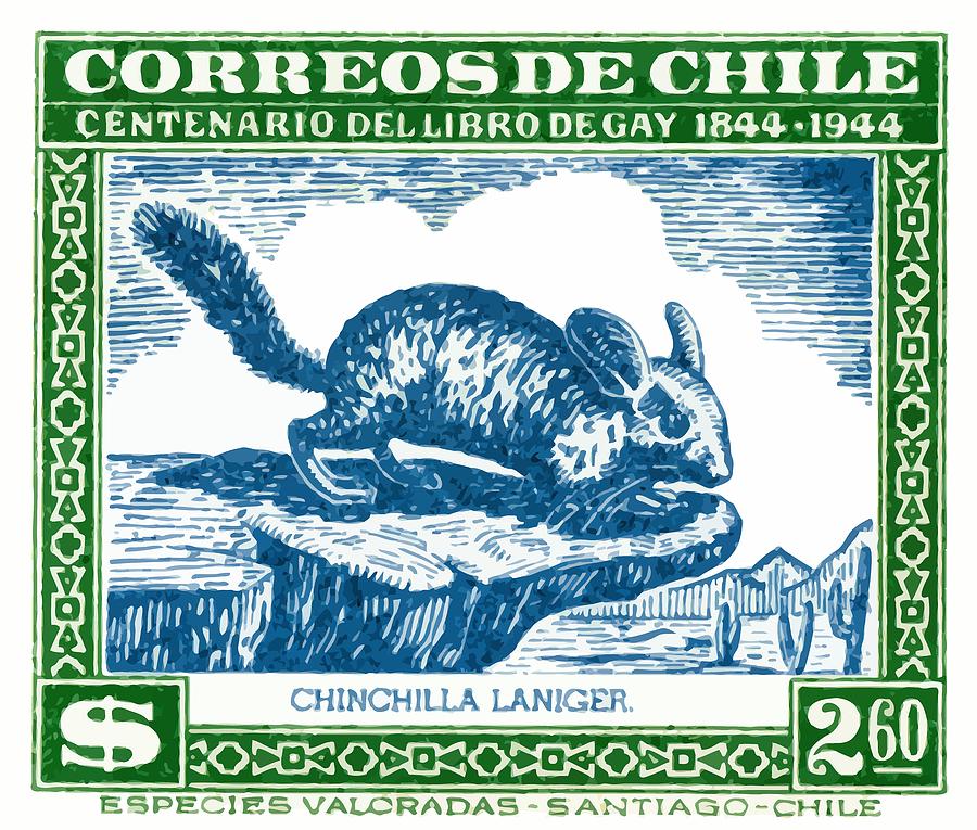 Chinchilla Digital Art - 1948 Chile Long Tailed Chinchilla Postage Stamp by Retro Graphics Chinchilla Digital Art - 1948 Chile Long Tailed Chinchilla Postage Stamp by Retro Graphics