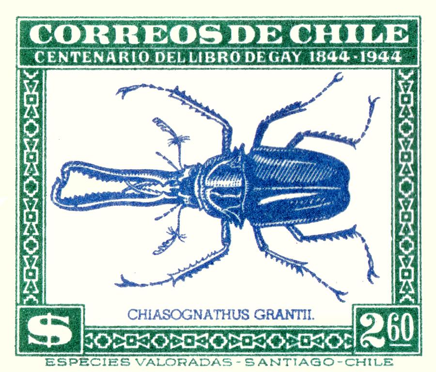 1948 Chile Stag Beetle Postage Stamp by Retro Graphics