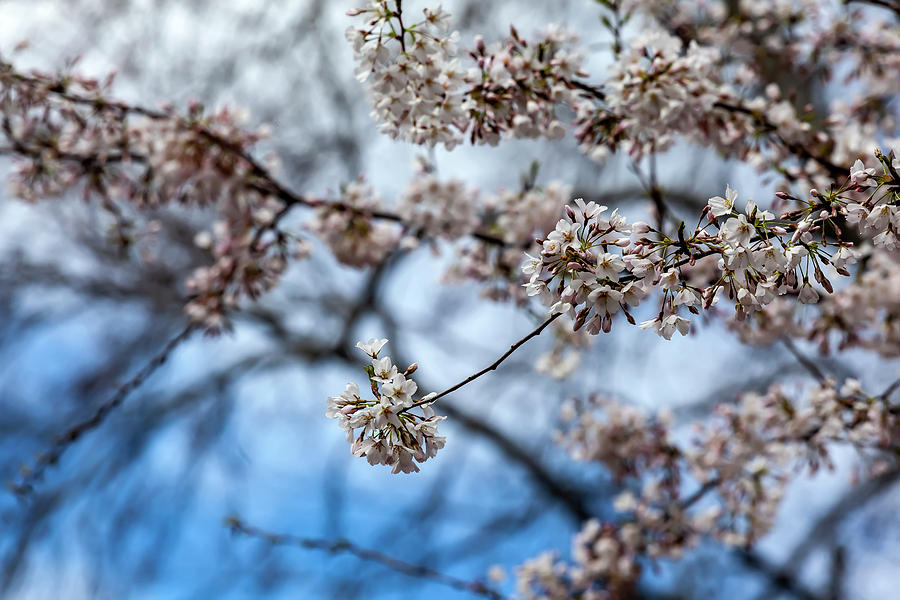 Cherry Blossoms #195 Photograph by Robert Ullmann