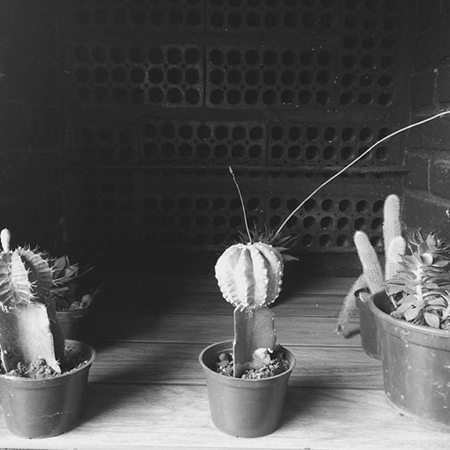 Cactus Photograph - 195.366-id Hug You Even If You Were #195366 by Thamires Oliveira