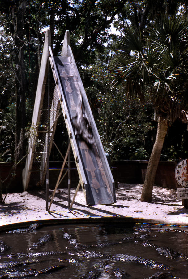 1954 Alligator Chute Park Florida Photograph by Marilyn Hunt