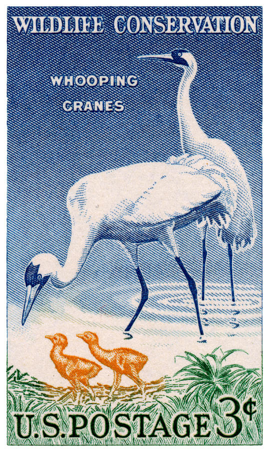 1957 Wildlife Conservation Stamp Painting by Historic Image
