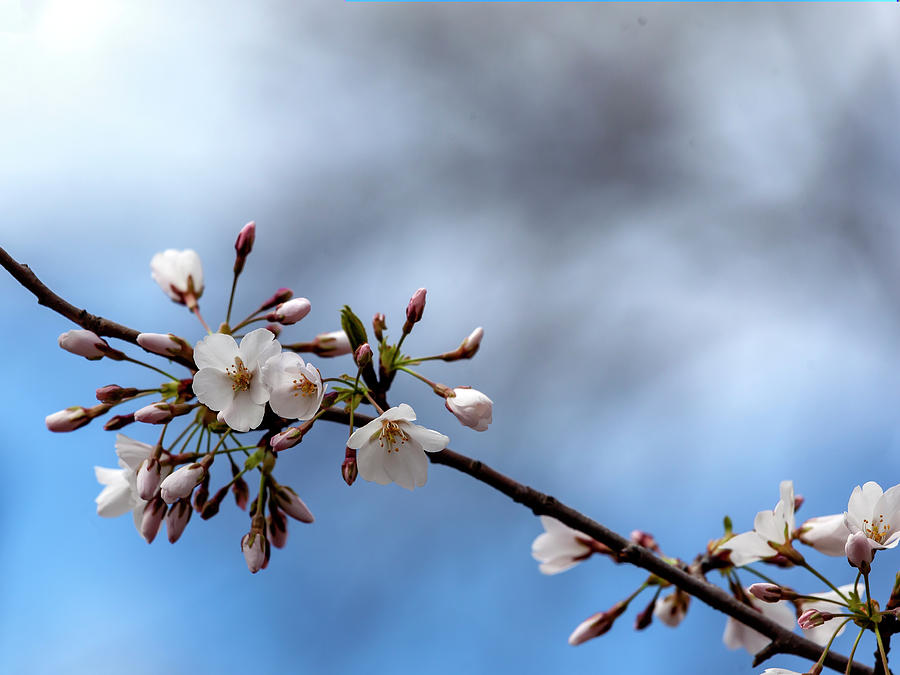 Cherry Blossoms #196 Photograph by Robert Ullmann