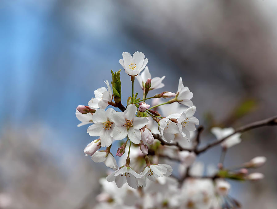 Cherry Blossoms #197 Photograph by Robert Ullmann
