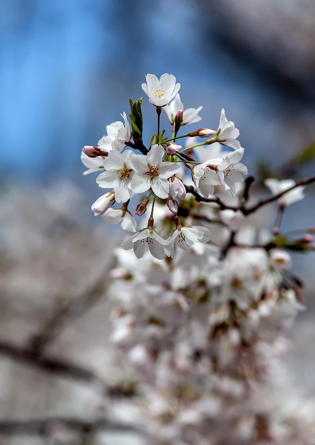 Cherry Blossoms #198 Photograph by Robert Ullmann
