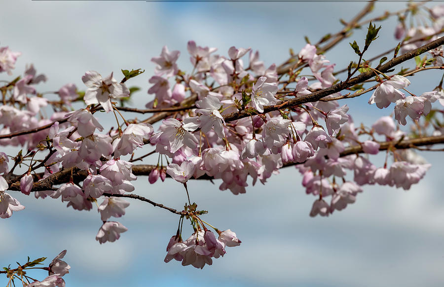 Cherry Blossoms #199 Photograph by Robert Ullmann