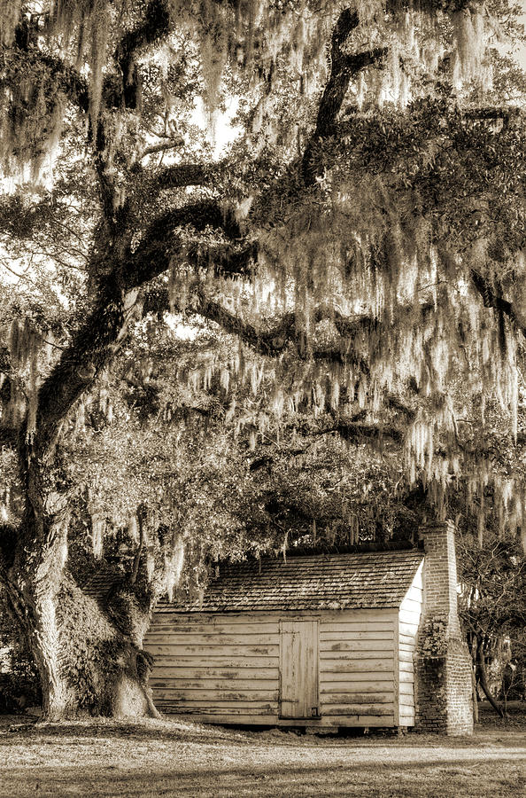 Live Oak Tree Photograph - 19th Century Slave House by Dustin K Ryan Live Oak Tree Photograph - 19th Century Slave House by Dustin K Ryan
