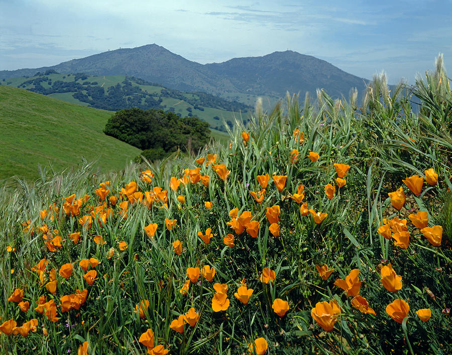 Flower Photograph - 1A6493 Mt. Diablo and Poppies by Ed Cooper Photography