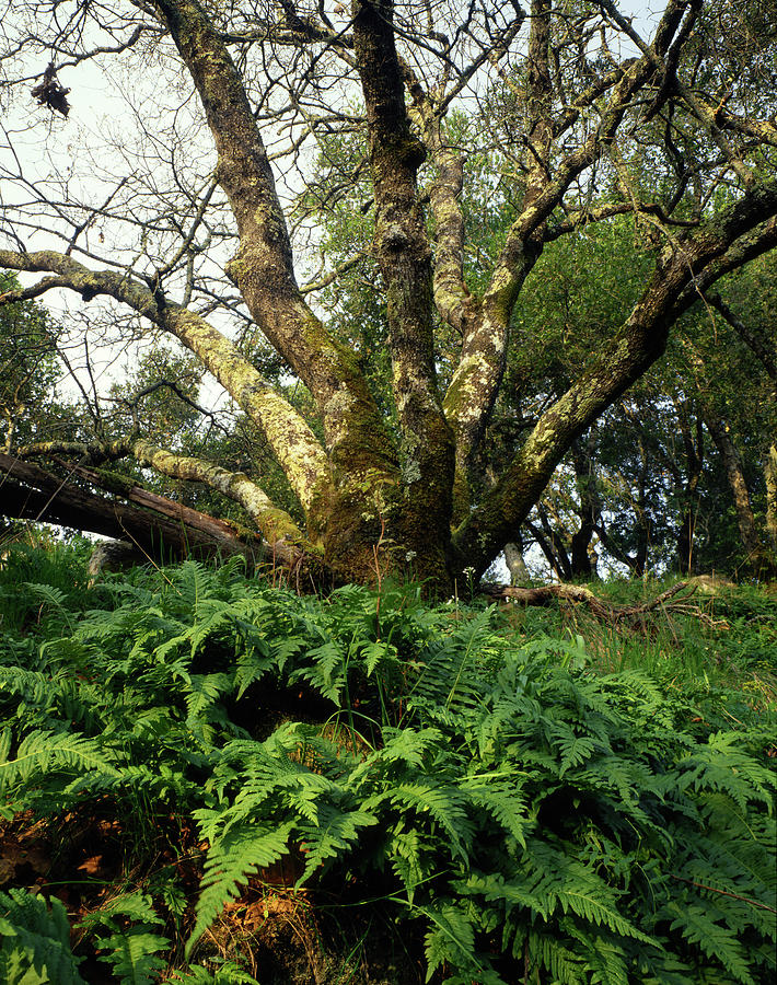 1B6339 Ferns and Oaks on our Mountain Photograph by Ed Cooper Photography