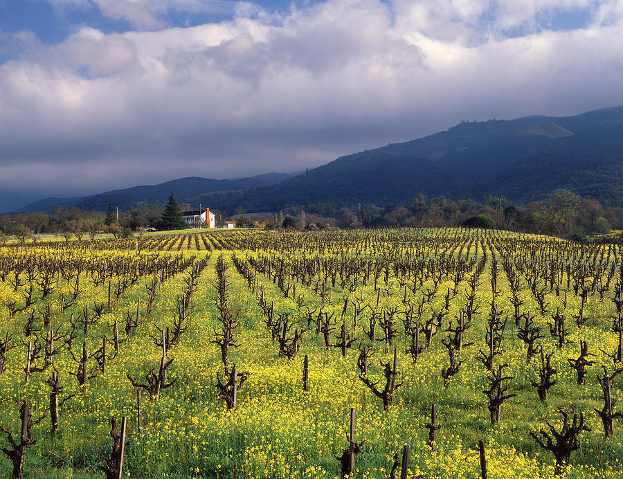 1B6382 Fields of Mustard in Vineyards Photograph by Ed Cooper Photography