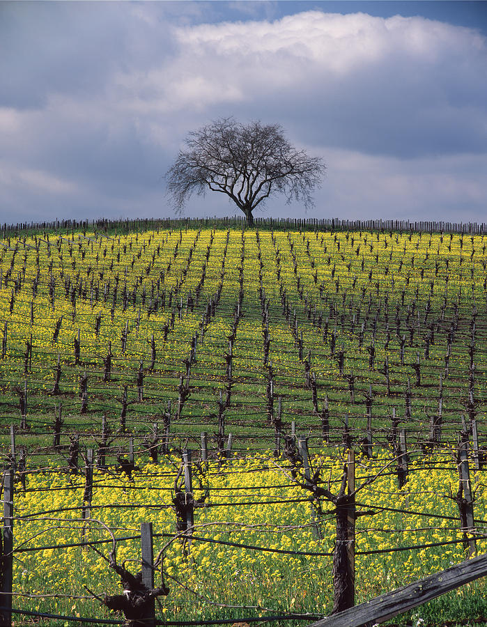 1B6385 Mustard Vineyard and Oak tree Photograph by Ed Cooper Photography