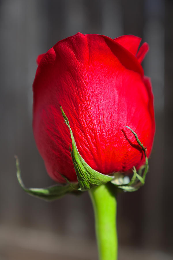 Lynne's Rose Photograph by DUG Harpster - Pixels