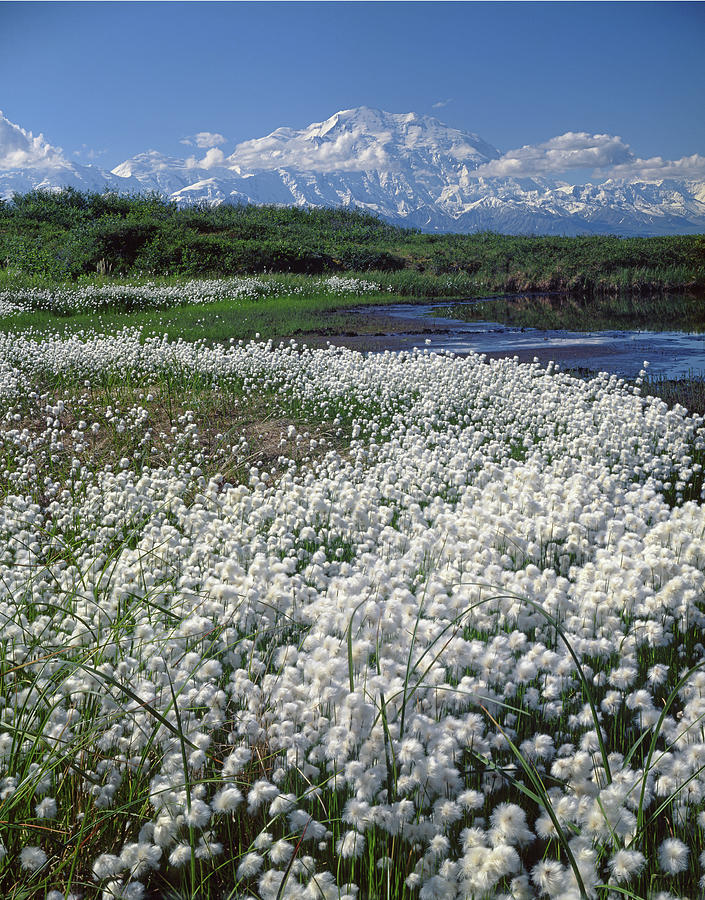 1M1370 Cottongrass Tundra and Mt. McKinley  Photograph by Ed  Cooper Photography