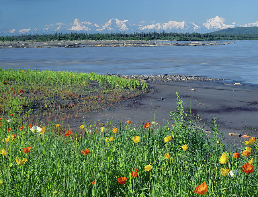 1M1439 Alaska Poppies and Tenana River Photograph by Ed Cooper Photography