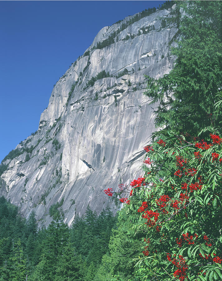 1M2931 Grand Wall Stawamus Chief with Red Elderberry Photograph by Ed Cooper Photography