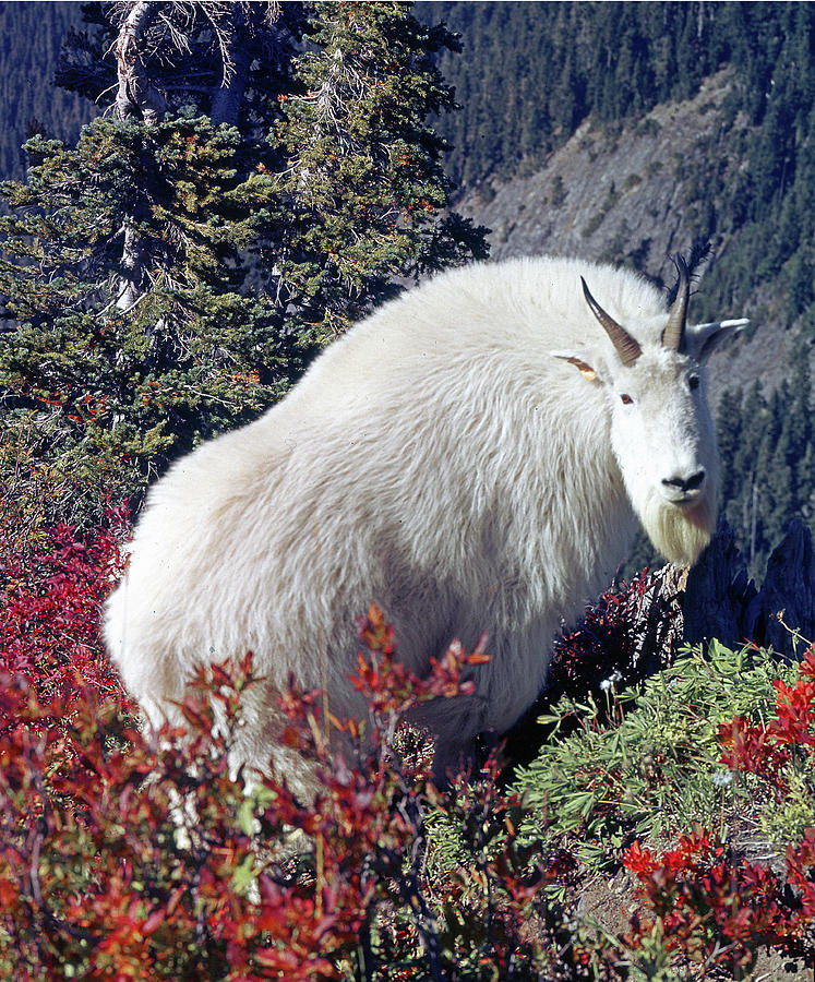 1M4900 Mountain Goat near Mt. St. Helens Photograph by Ed Cooper ...