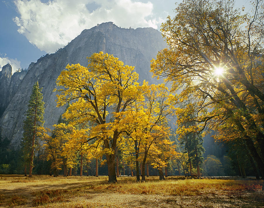 1M6611-Oak Trees and Middle Cathedral Rock in Autumn Photograph by Ed  Cooper Photography