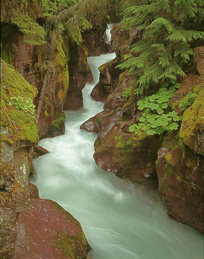 1M8115 Avalanche Gorge MT Photograph by Ed Cooper Photography