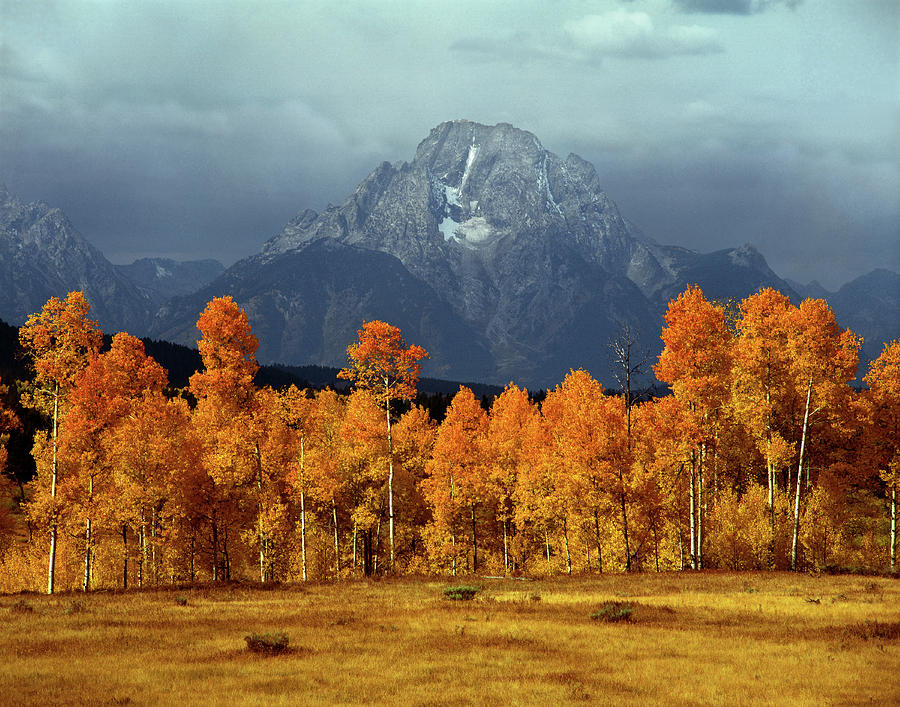 1M9235 Mt. Moran in Autumn Photograph by Ed  Cooper Photography