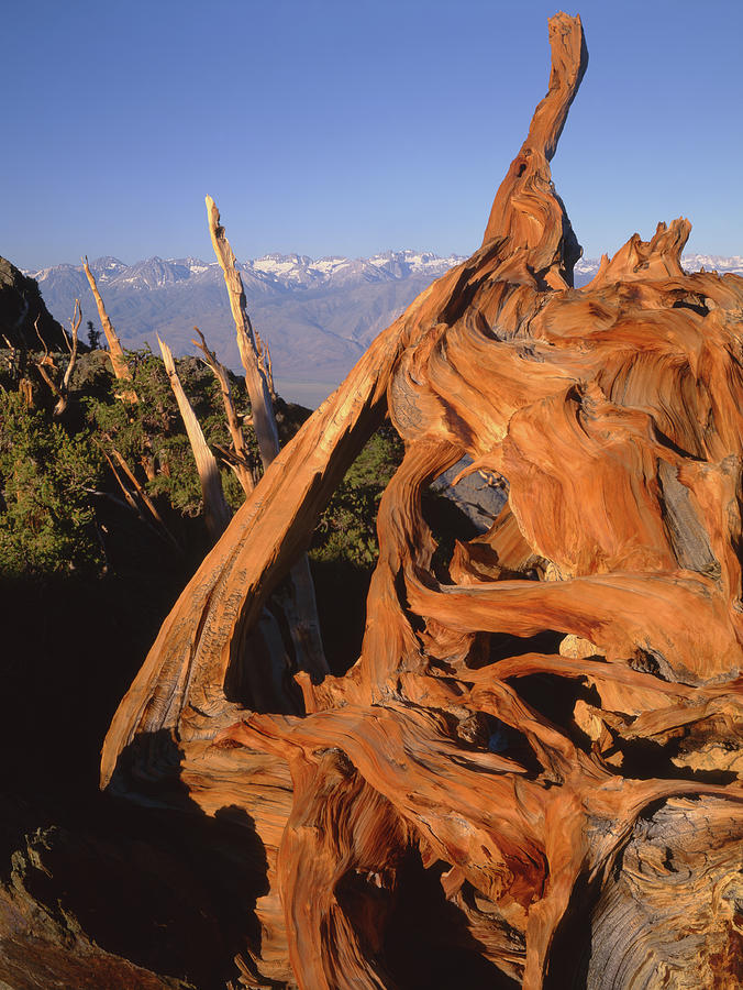 1N6952 Bristlecone Pine Wood in the White Mountains Photograph by Ed Cooper Photography