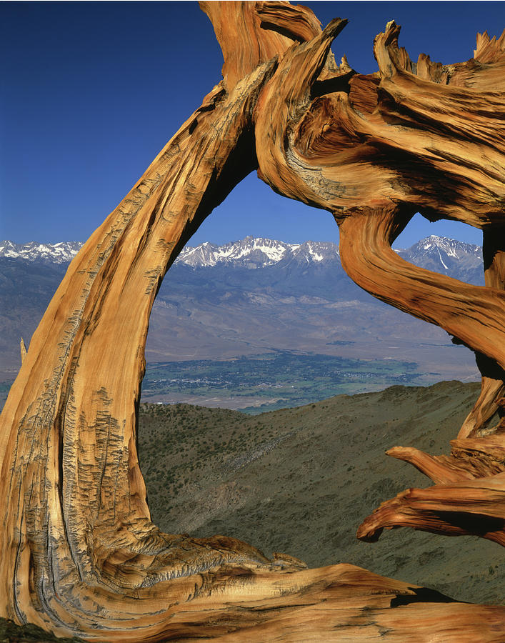 1N6953 Bristlecone Pine wood and the Sierras Photograph by Ed Cooper Photography