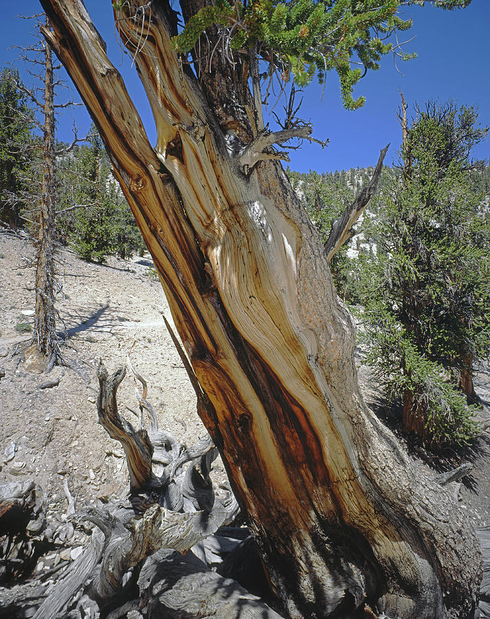 1N6956 Methuselah Tree Photograph by Ed Cooper Photography