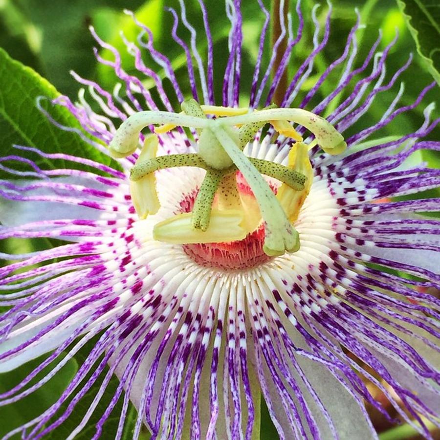 Flowers Still Life Photograph - 1st Bloom!🎉 #enlight #passionflower by Joan McCool
