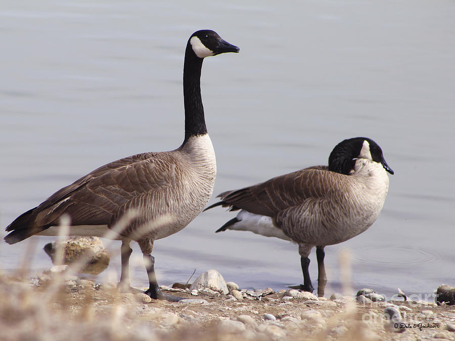 1st In Series Of Canadian Goose Lake Images Photograph by Dale Jackson ...